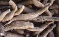 Urgent action needed to stem cassava virus threatening East Africa – UN agency